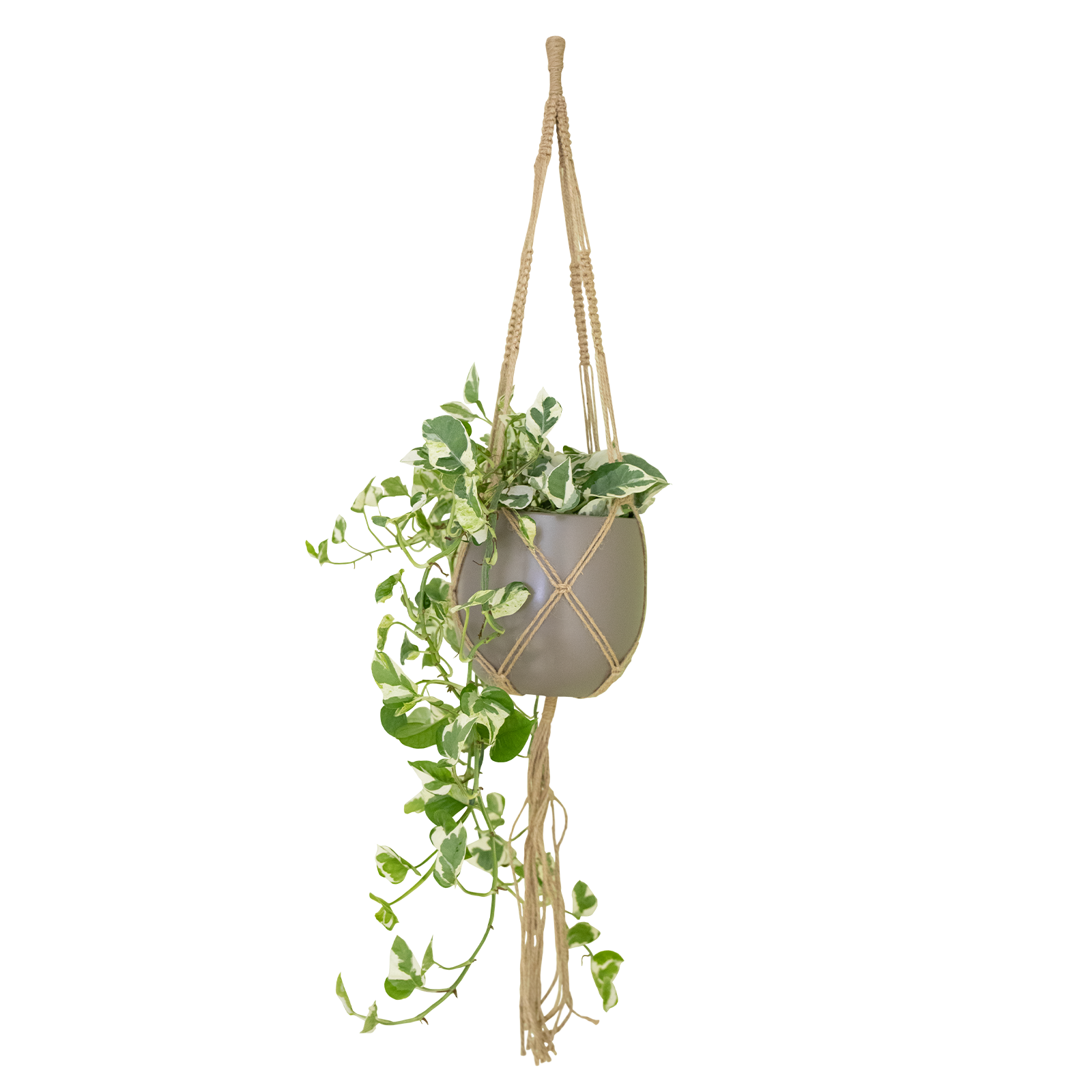 macramé têxtil com nós com planta scindapsus